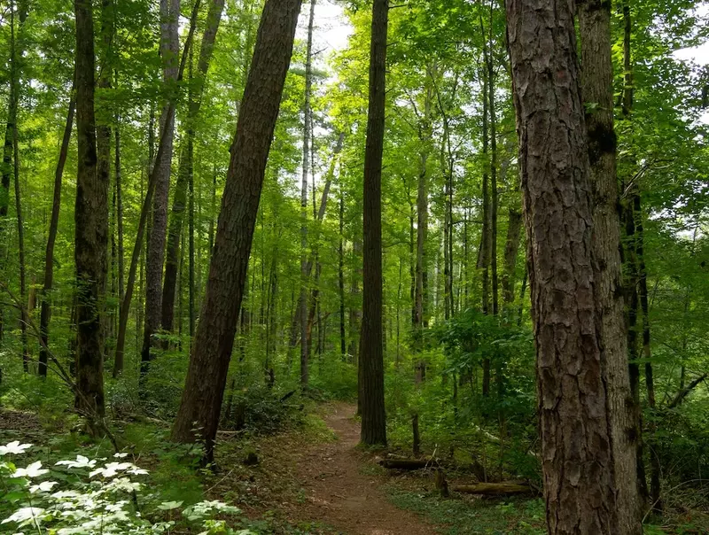 Beard Cane Trail
