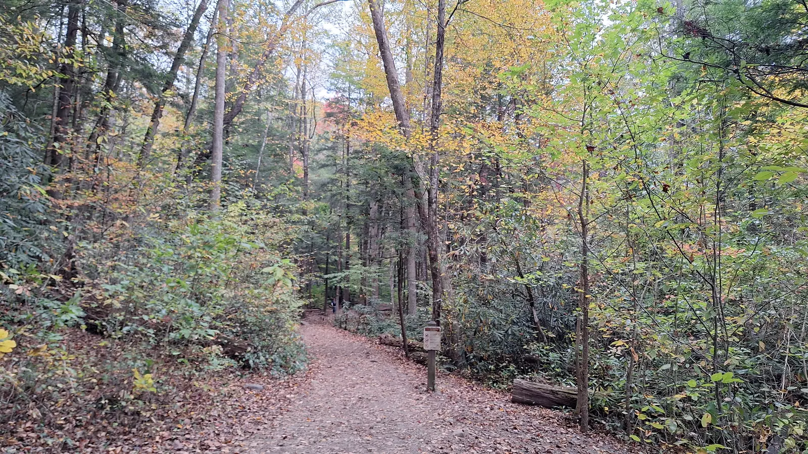 cove mountain trail