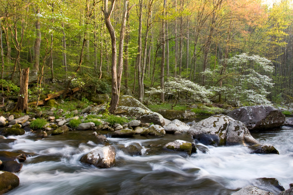 tremont smoky mountains national park