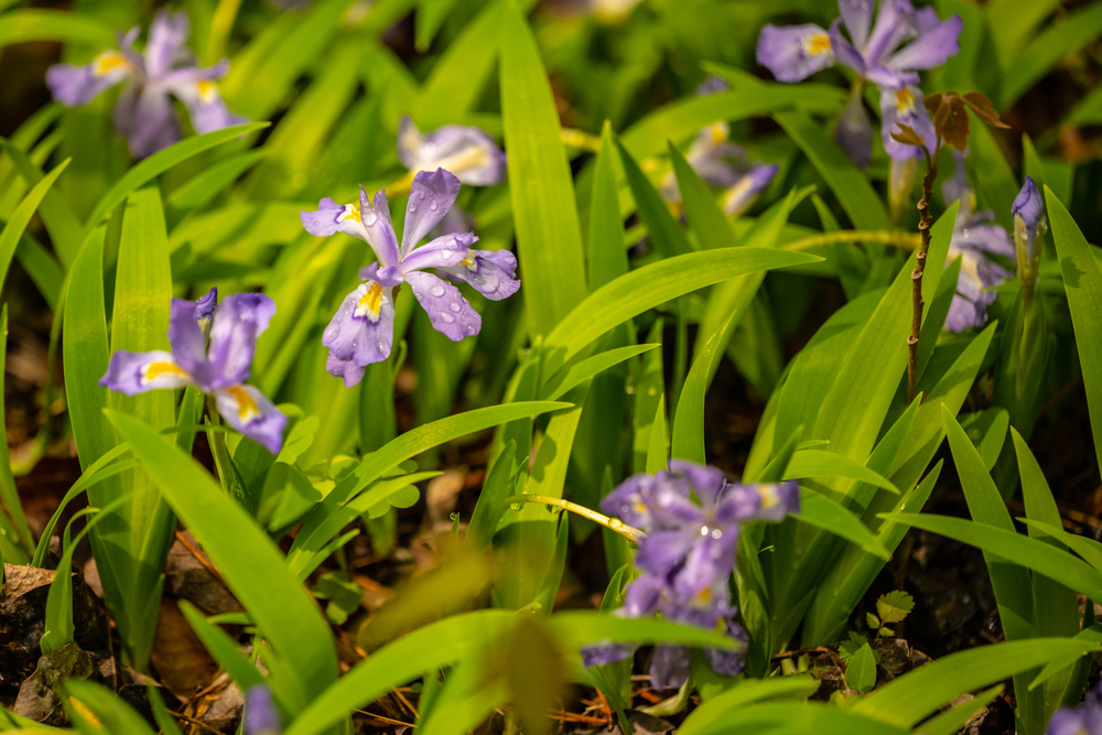 crested dwarf iris